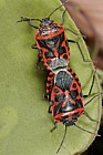 Eurydema dominulus Scarlet shieldbug