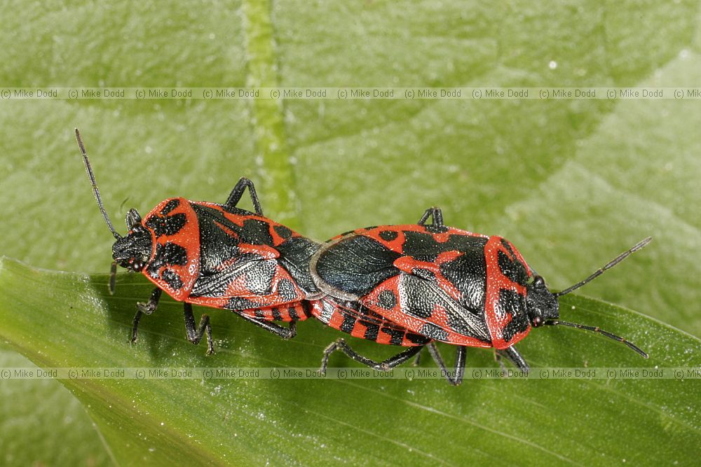 Eurydema dominulus Scarlet shieldbug