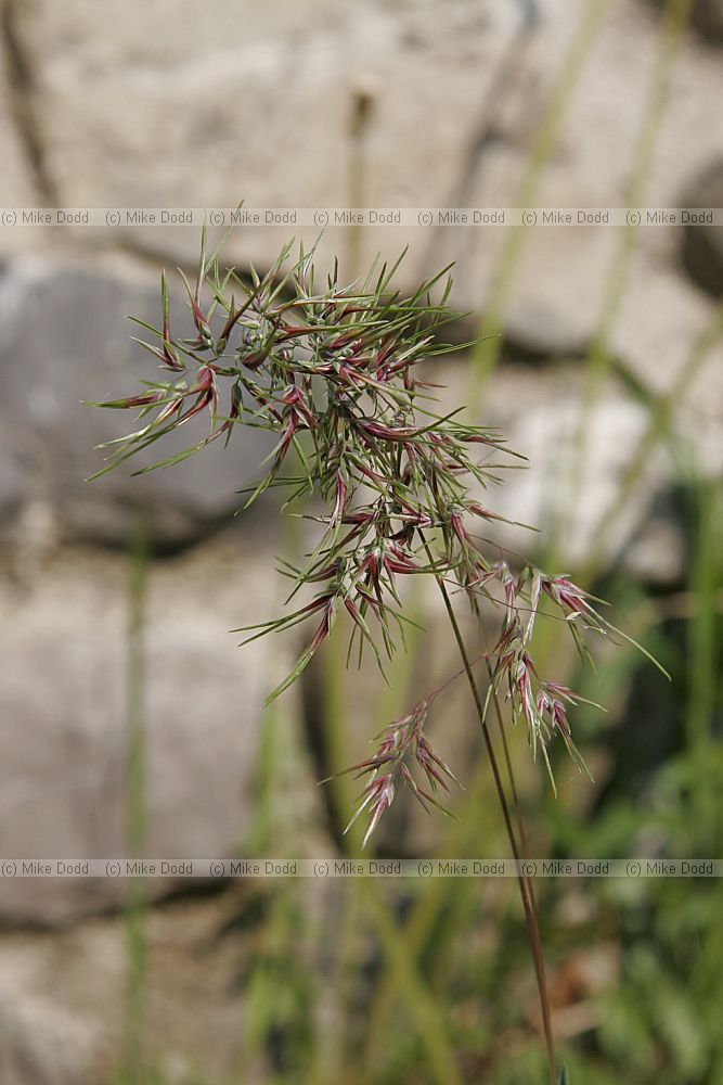 Festuca vivipara Viviparous Fescue (check)