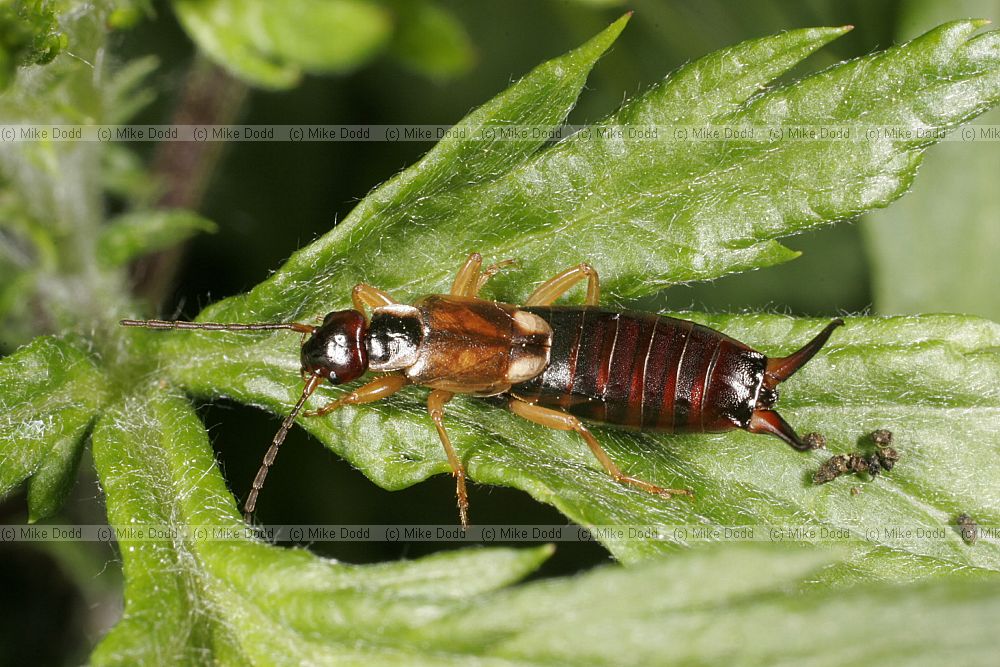 Forficula auricularis Earwig