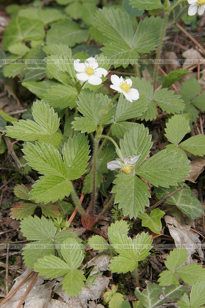 Fragaria vesca wild strawberry