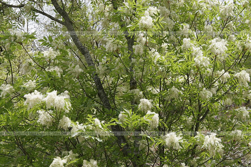 Fraxinus ornus Manna ash