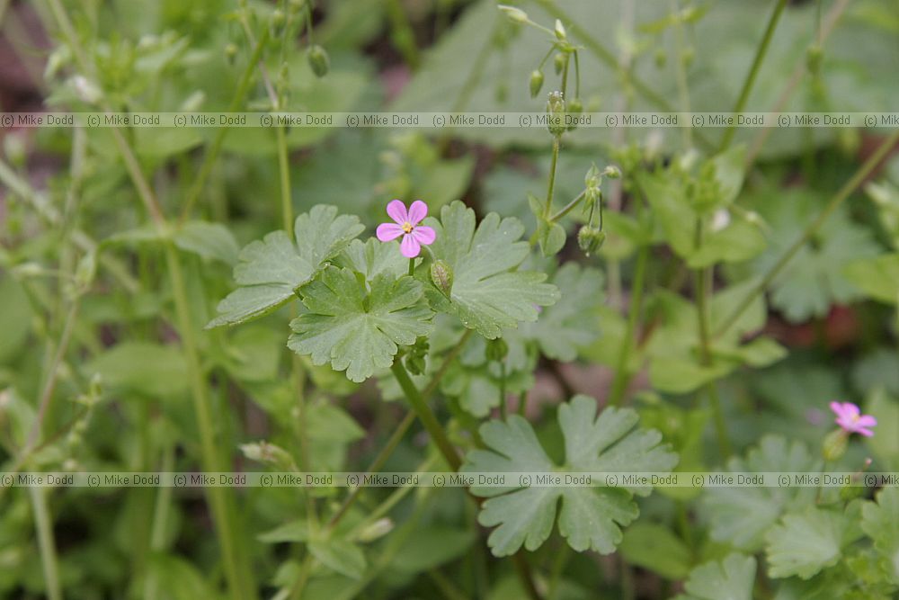 Geranium lucidum Shiny crane's-bill