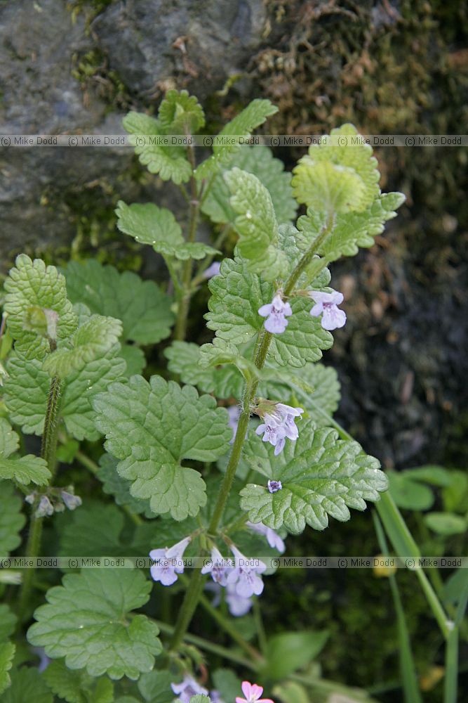 Glechoma hederacea Ground Ivy