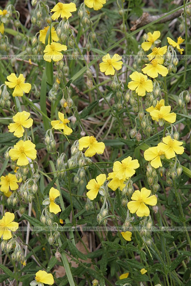Helianthemum nummularium Common Rockrose