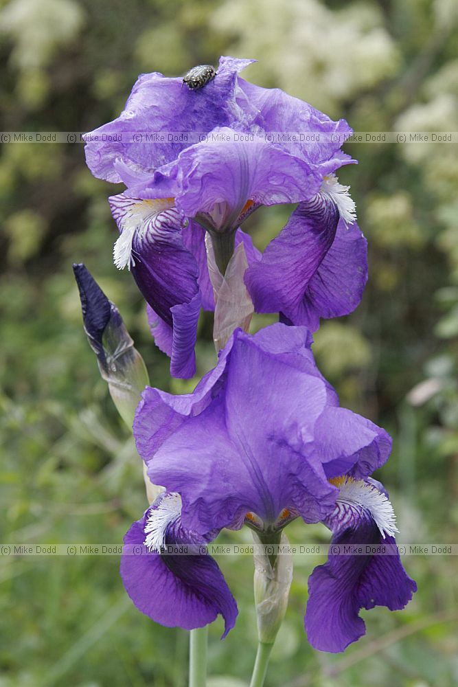 Iris germanica German Iris