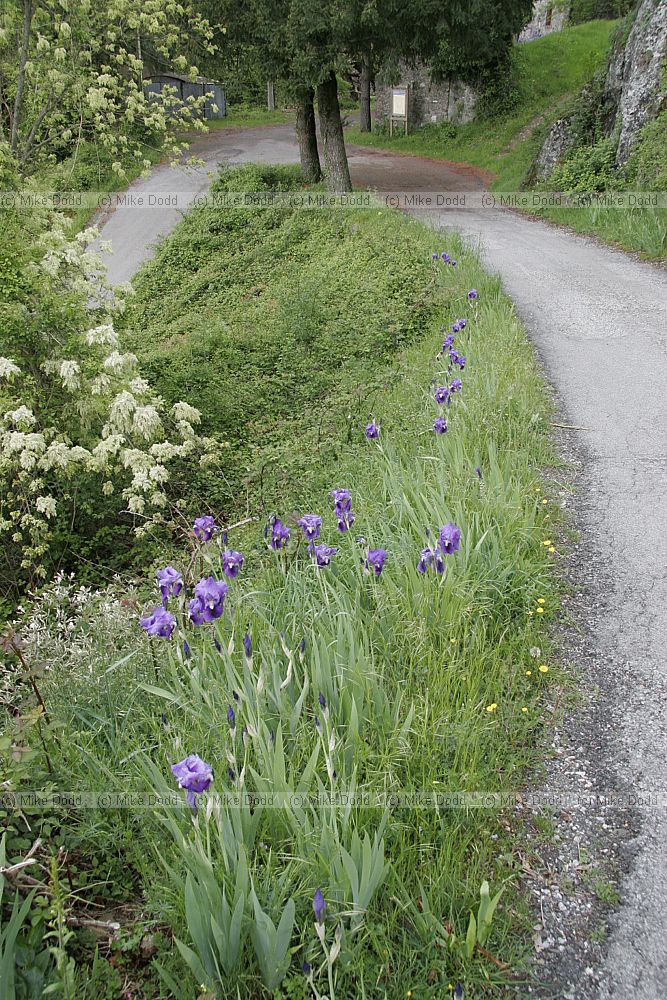 Iris germanica German Iris