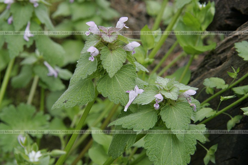 Lamium purpureum Red Deadnettle