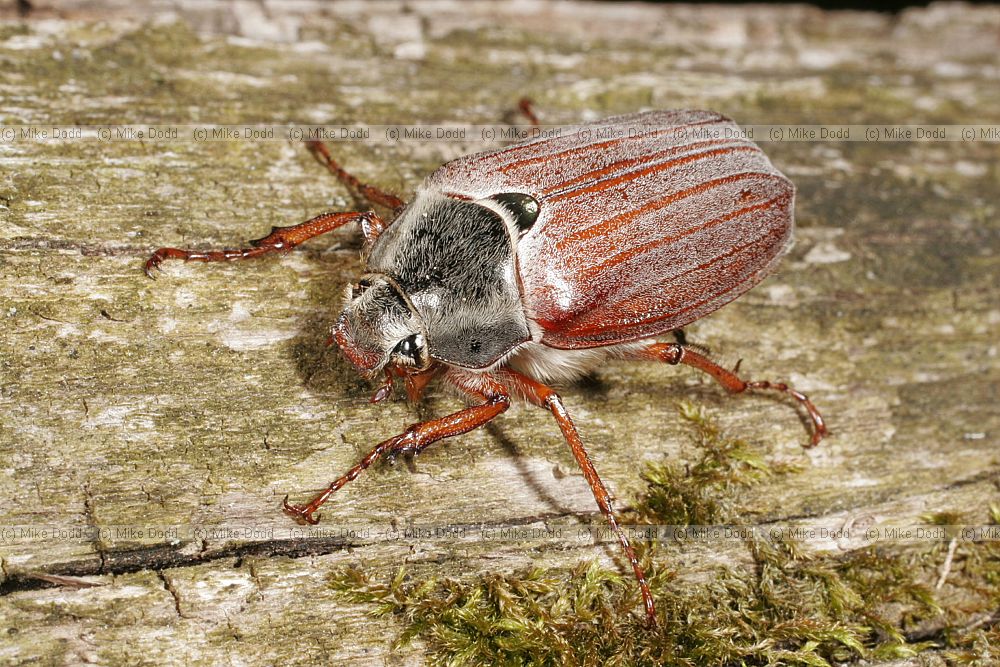 Melolontha melolontha cockchafer