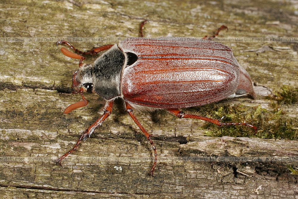 Melolontha melolontha cockchafer