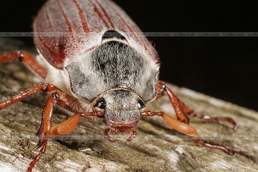 Melolontha melolontha cockchafer