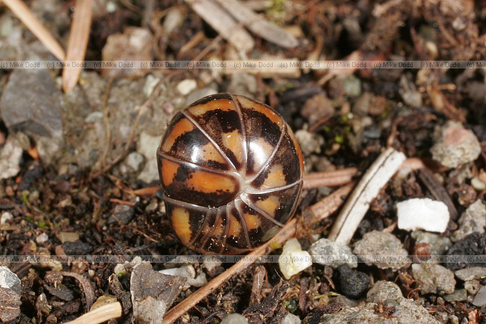 Glomeris connexa millipede (check name)