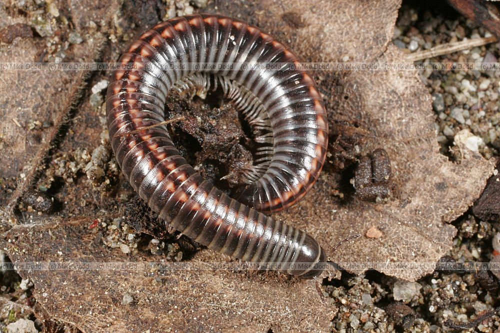 Schizophyllum sabulosum millipede (check species)
