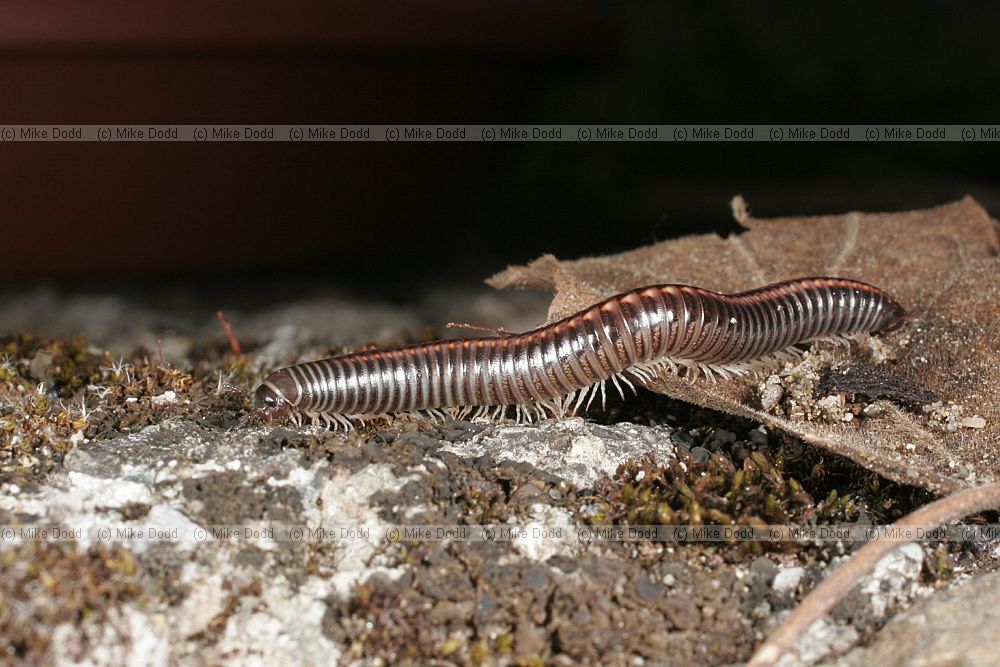 Schizophyllum sabulosum millipede (check species)