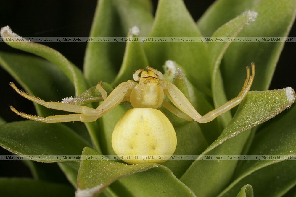 Misumena vatia Crab spider