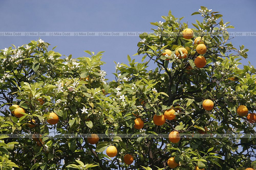 Orange trees with fruit and flowers