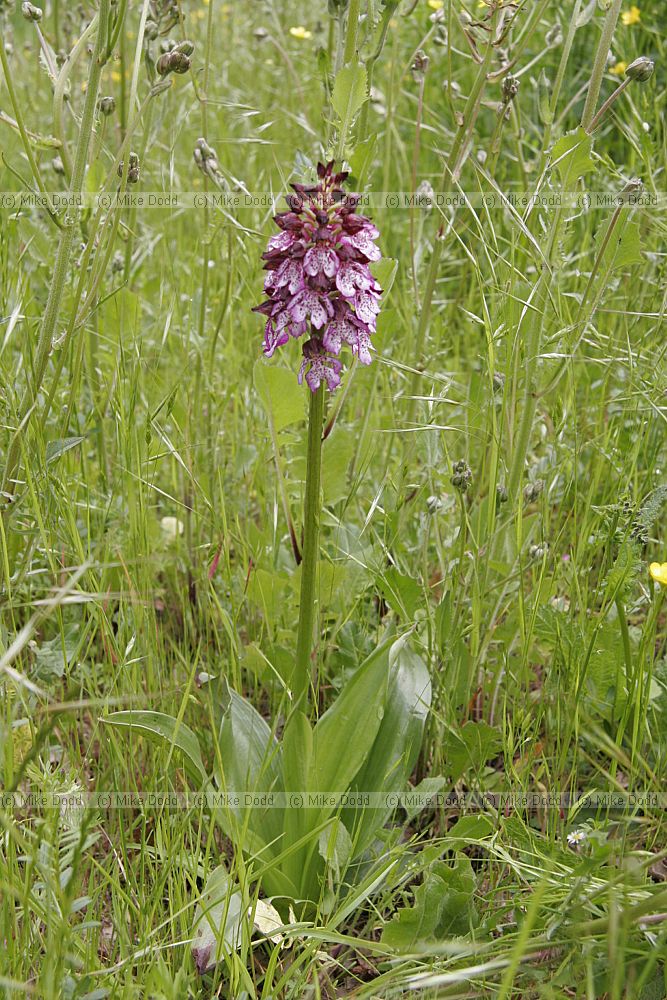 Orchis purpurea Lady orchid