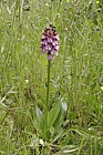 Orchis purpurea Lady orchid