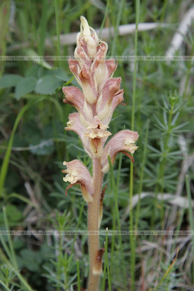 Orobanche caryophyllacea Bedstraw broomrape