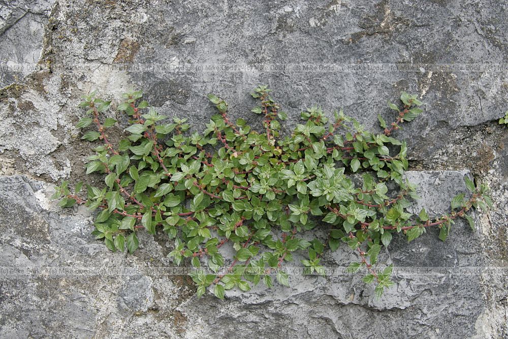 Parietaria judaica Pellitory of the wall