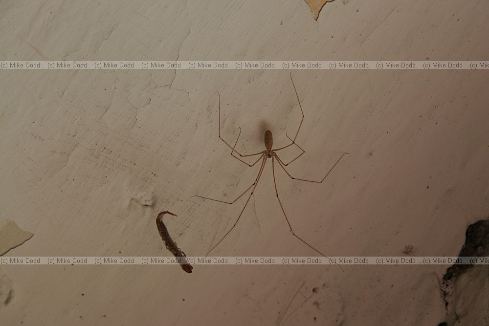 Pholcus phalangioides Spindly spider