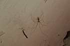 Pholcus phalangioides Spindly spider