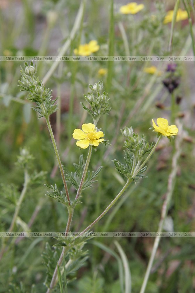 Potentilla possibly P. collina