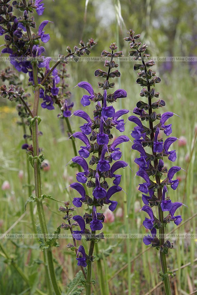 Salvia pratensis Meadow clary
