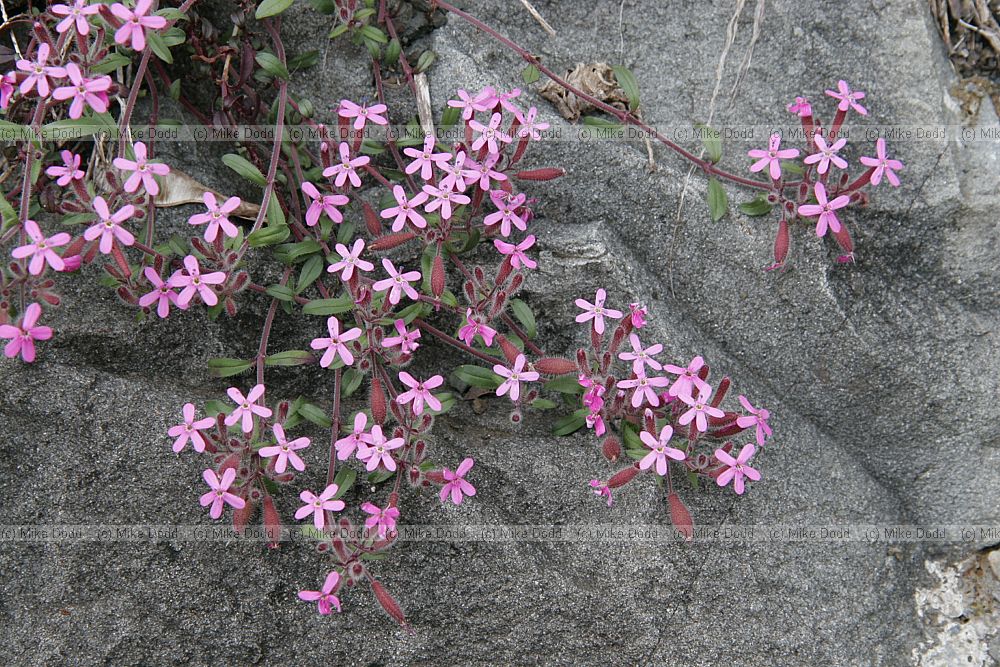 Saponaria ocymoides Rock soapwort