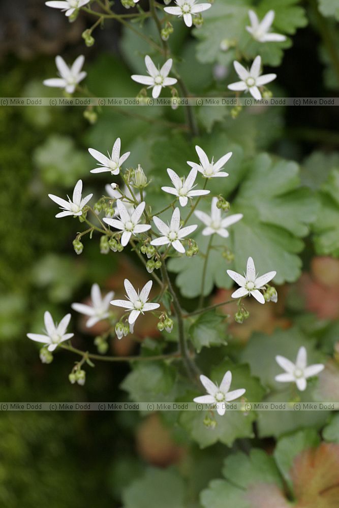 Saxifraga