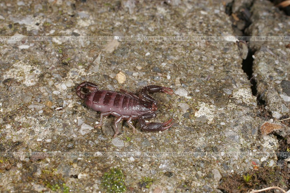 Euscorpius sp scorpion (check exact species)
