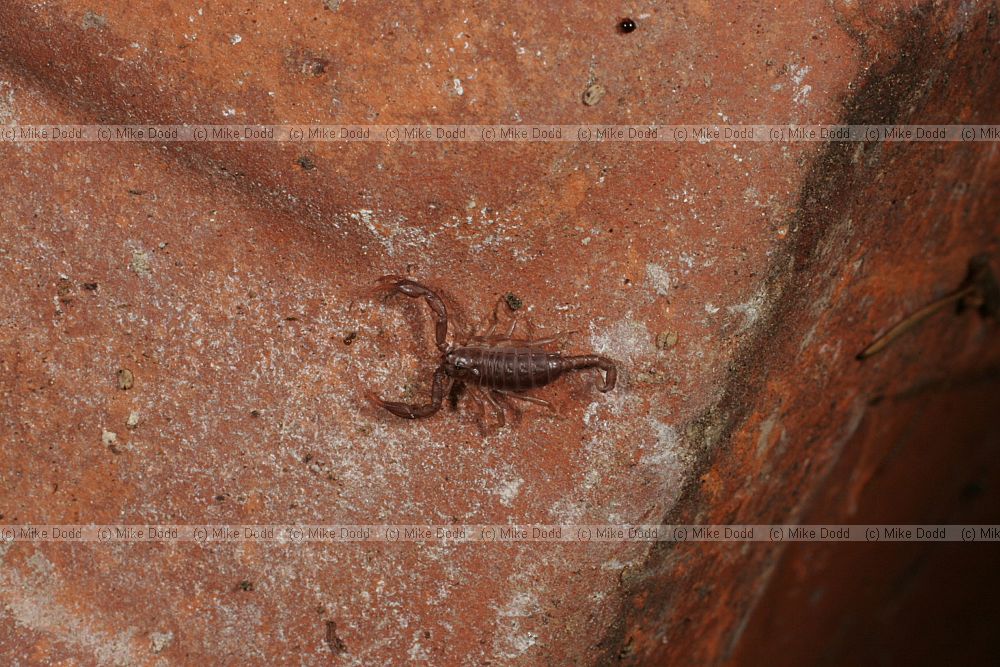 Euscorpius sp scorpion (check exact species)