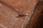 Euscorpius sp scorpion (check exact species)