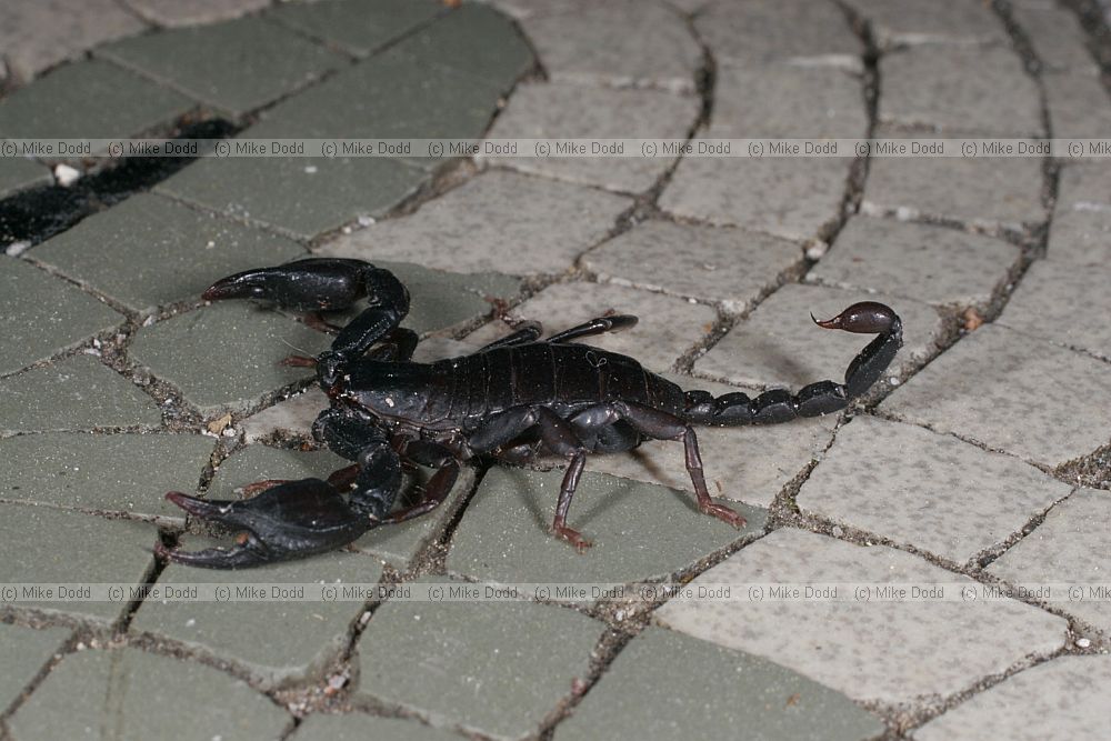 Euscorpius sp scorpion (check exact species)