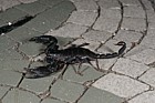 Euscorpius sp scorpion (check exact species)