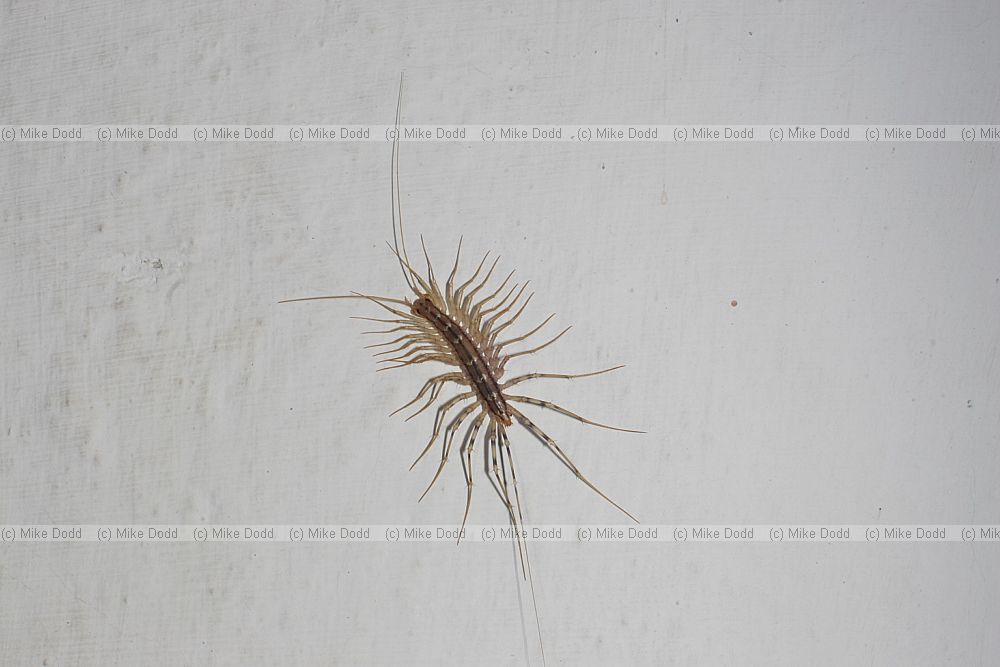 Scutigera coleoptrata Centipede