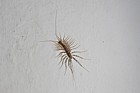 Scutigera coleoptrata Centipede