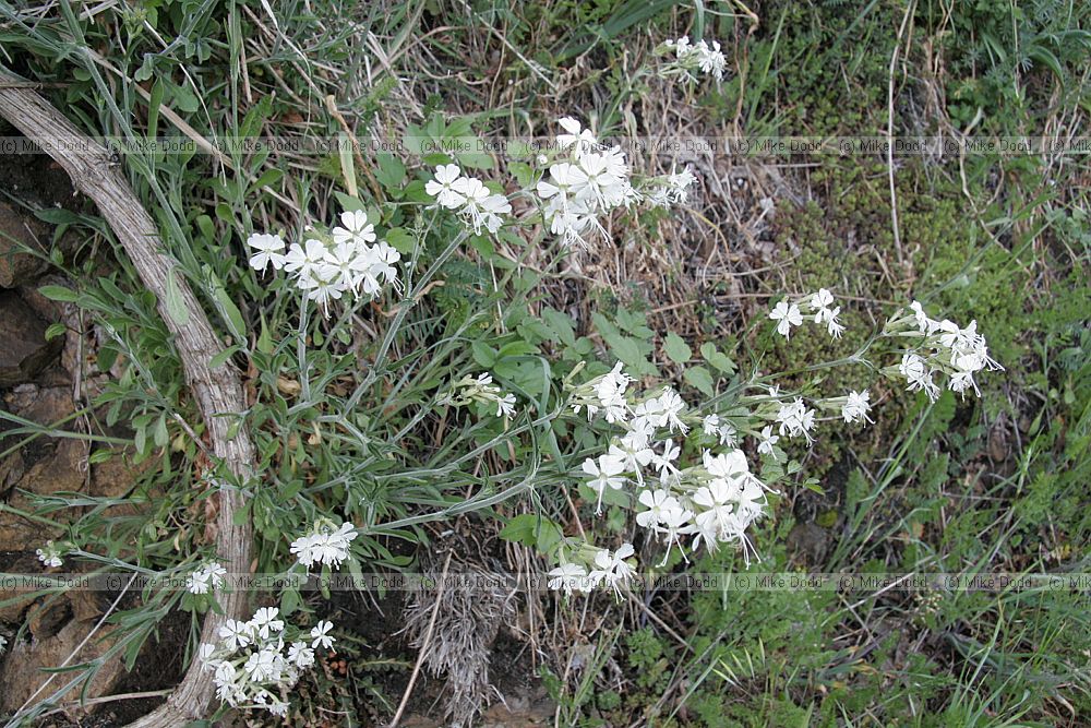 Silene italica Italian catchfly