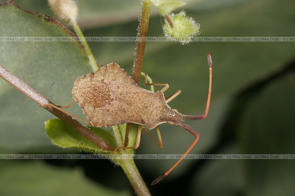 Syromastes rhombeus Rhombic leatherbug