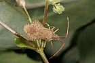 Syromastes rhombeus Rhombic leatherbug