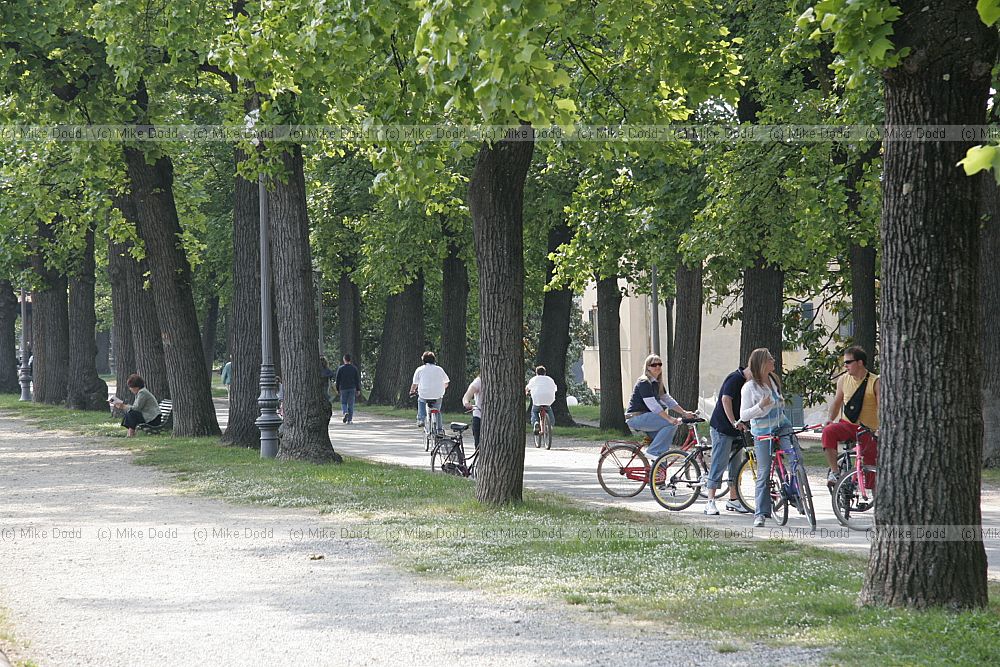Tree lined walk on top of walls Lucca