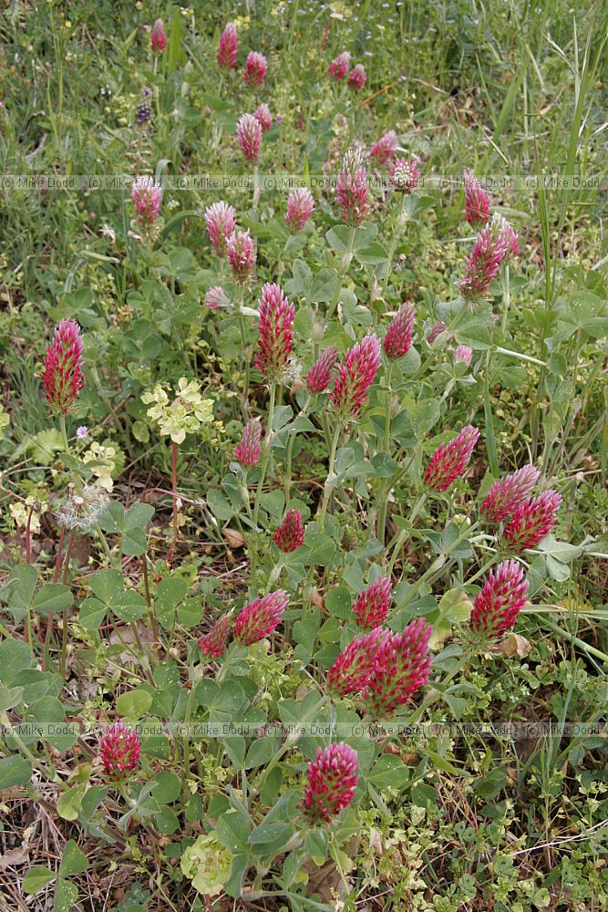 Trifolium incarnatum Crimson clover maybe cultivated form as used for fodder and naturalised along the trackside
