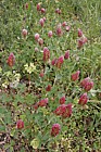 Trifolium incarnatum Crimson clover maybe cultivated form as used for fodder and naturalised along the trackside