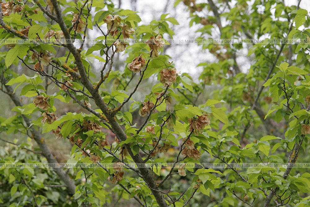 Ulmus sp Elm with fruit