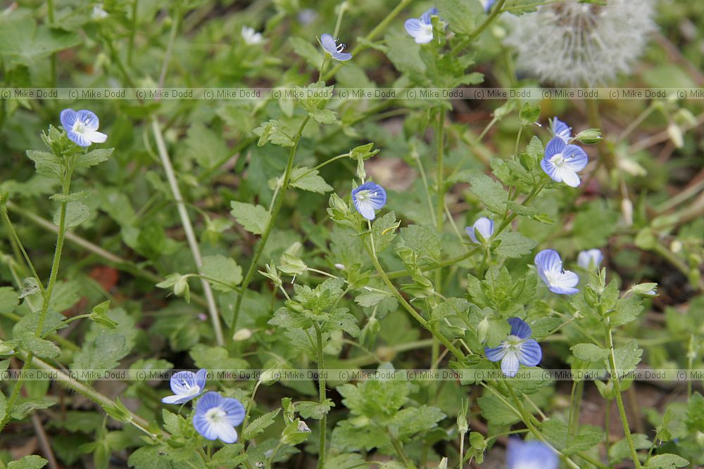 Veronica persica common field speedwell