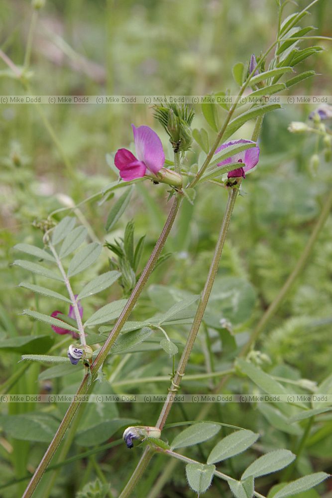 Vicia sativa Common vetch
