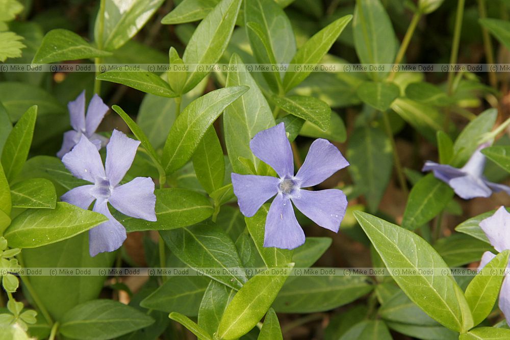 Vinca minor Lesser periwinkle