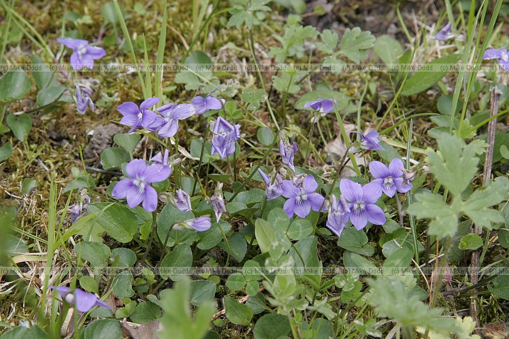 Viola riviniana Common dog violet (check)