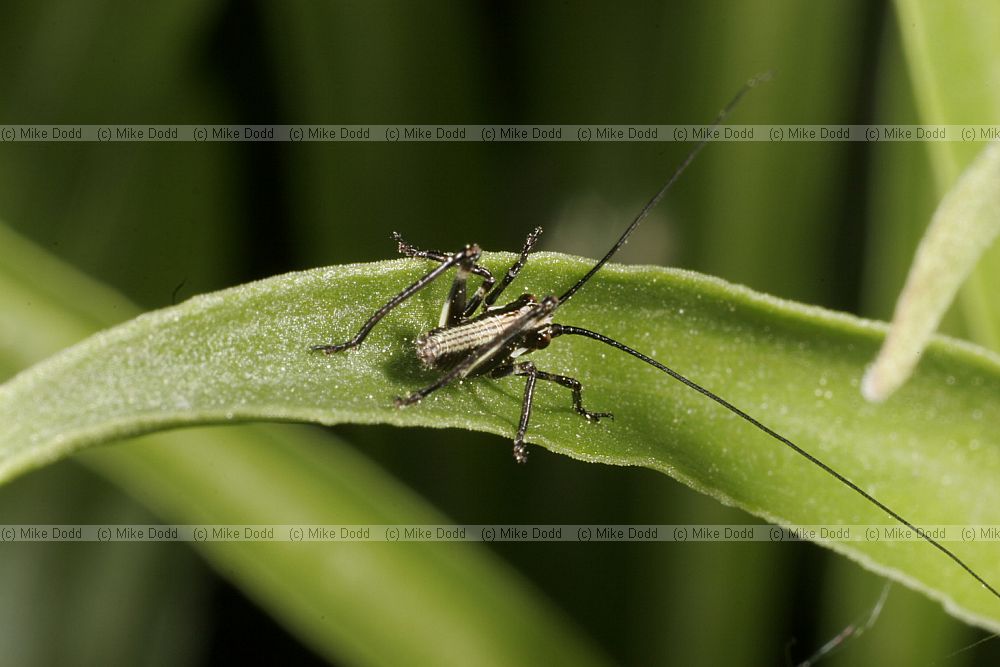 Young bush cricket