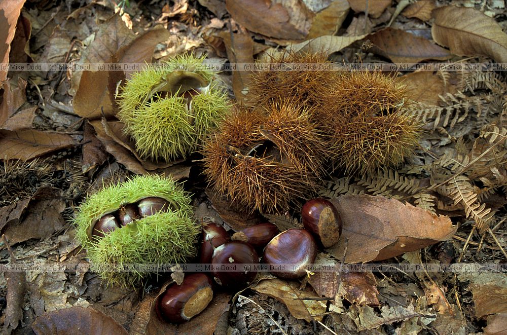 Chestnuts Roccalberti
